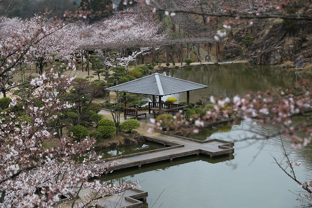 サクラと修景池