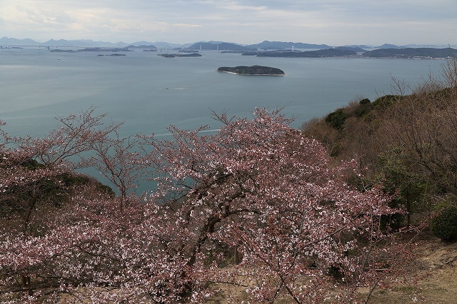 海側のソメイヨシノ