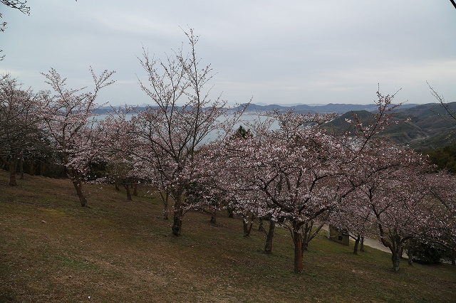 レストハウス西の桜園地のソメイヨシノ