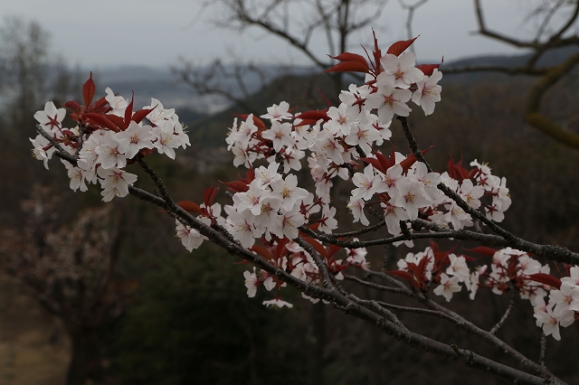 ヤマザクラの花