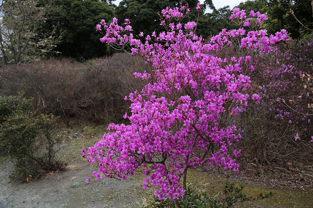 コバノミツバツツジ