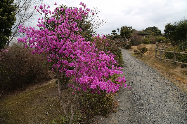 濃い色の花