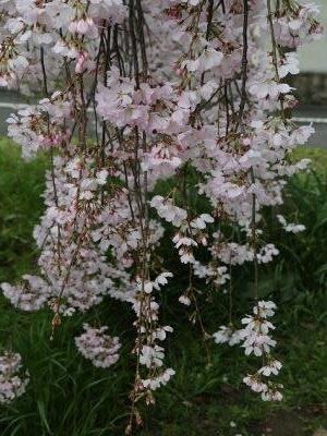 シダレザクラの花