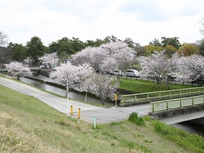 ソメイヨシノが散り始めました