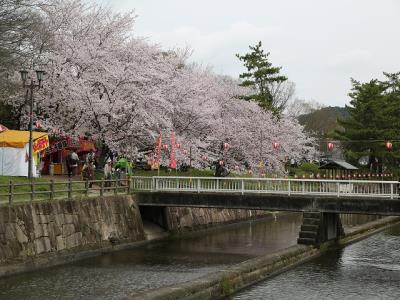 ソメイヨシノが散り始め