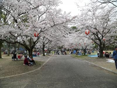 公園管理事務所前の花は散りが進んでいます