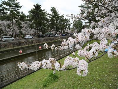 ソメイヨシノの花