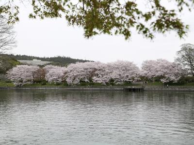 配水池周囲の花