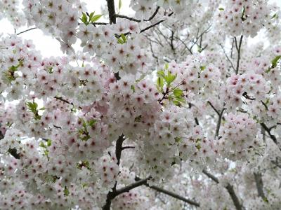 オオシマザクラ系の花