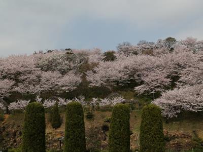 斜面のサクラの花