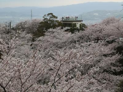 公園管理事務所屋上からのサクラ