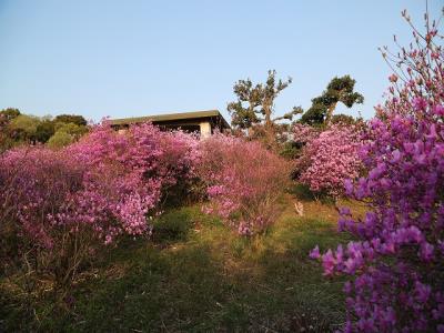 斜面のツツジ