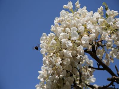 純白の満開フジと青空とクマバチ