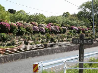 園路わきのバラ