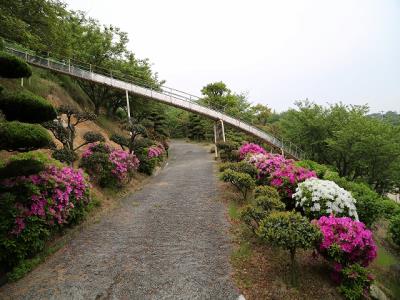 滑り台と藤