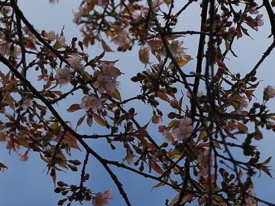 ヒマラヤザクラの花枝の拡大