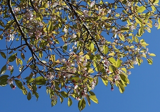 ヒマラヤザクラの花枝