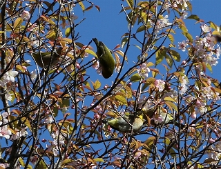 ヒマラヤザクラの花