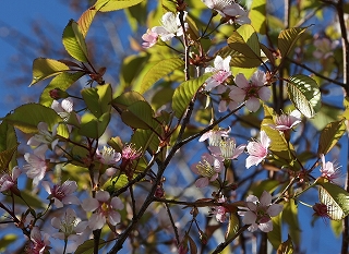 ヒマラヤザクラの花の近接