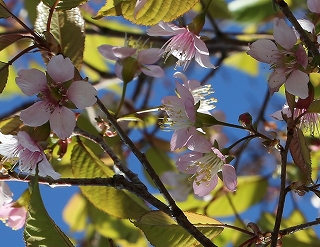 ヒマラヤザクラの花の拡大