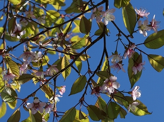 ヒマラヤザクラの中心部分が赤くなった花枝