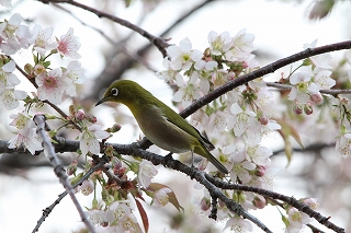 蜜を吸うメジロ