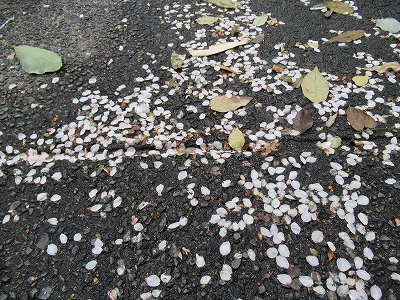 花びらの吹きだまり