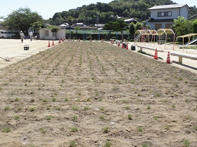 赤崎小学校植栽直後の様子