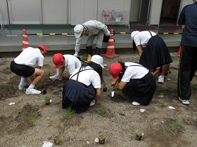 児島小学校芝生植栽の様子２