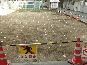 児島小学校芝生植栽前