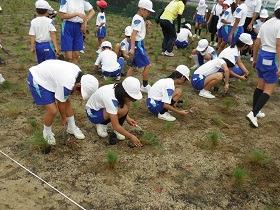 薗小学校芝生植栽の様子４