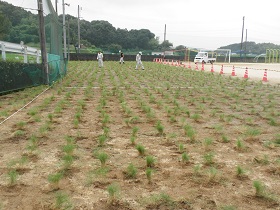 薗小学校芝生植栽直後の様子