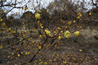 ロウバイの花枝