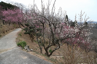 早咲きの白梅