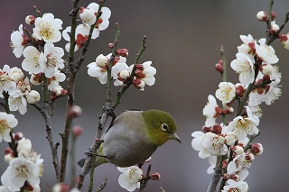 白梅の蜜を求めてメジロ