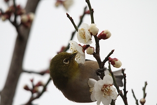 蜜を求めるメジロ