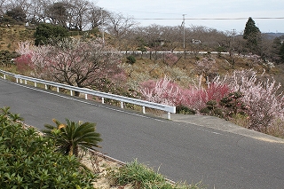 道路と梅