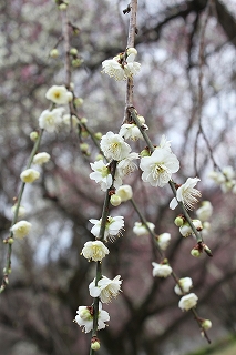 白いしだれ梅