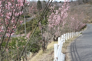 啓翁桜