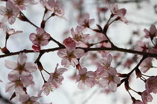 啓翁桜のアップ