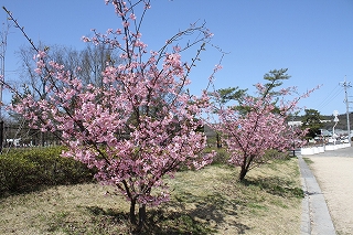 河津桜