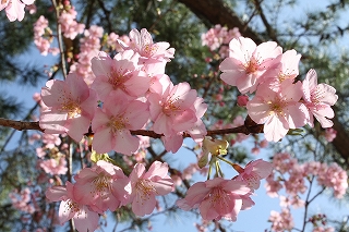 ピンクが濃くて大きな花