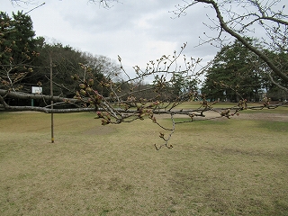 ソメイヨシノのつぼみ