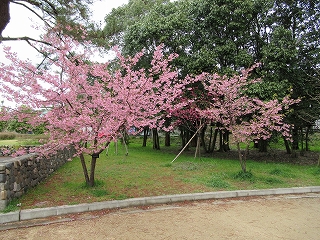 カワヅザクラ