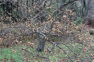 桜の枝