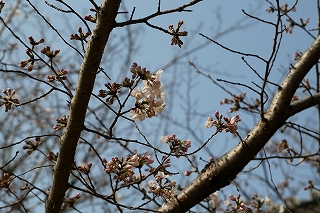 花枝拡大