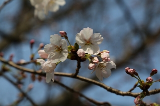 花拡大