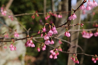 雅桜