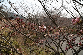 花の拡大