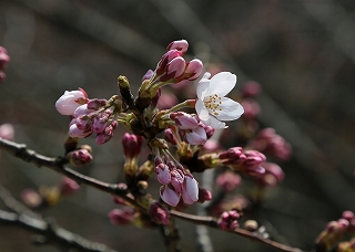 花の中心